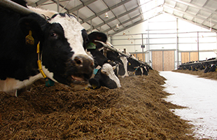 Здания для животноводства